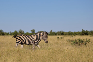 Obraz premium Steppenzebra / Burchell's zebra / Equus quagga burchellii