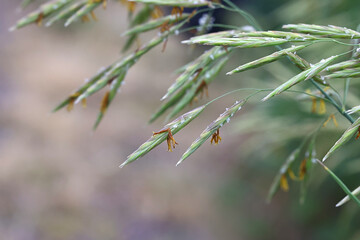 Obraz premium Smooth Bromegrass, Bromus inermis, also known as Smooth brome or Hungarian Bromegrass, wild plant from Finland