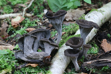 Horn of plenty, Craterellus cornucopioides, also  known as the  black chanterelle  or trumpet of the dead, wild edible mushroom from Finland