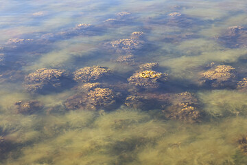Fucus vesiculosus, known by the common names bladderwrack, rockweed and sea grapes, and green algae called Cladophora glomerata, common seaweeds from Baltic Sea