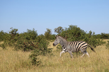 Steppenzebra / Burchell's zebra / Equus quagga burchellii.