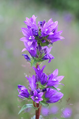 Clustered Bellflower, Campanula glomerata, wild plant from Finland