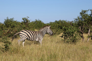 Fototapeta premium Steppenzebra / Burchell's zebra / Equus quagga burchellii.