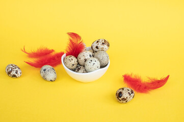 Quail eggs lie in a small white shackle and on a yellow background with red feathers