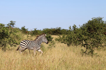 Steppenzebra / Burchell's zebra / Equus quagga burchellii..