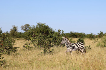 Steppenzebra / Burchell's zebra / Equus quagga burchellii..