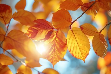 Naklejka na ściany i meble Colorful Autumn leaves on sunlight
