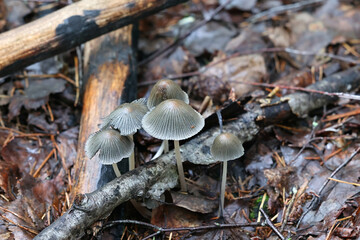 Bishops inkcap, Coprinellus angulatus, wild coal-loving mushroom from Finland