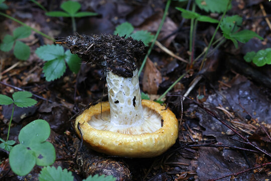 Spotted milkcap, Lactifluus scrobiculatus, also known as Lactarius scrobiculatus, wild mushroom from Finland