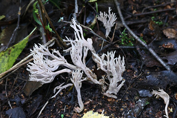 White coral fungus, Clavulina coralloides, also known as Clavulina cristata, commonly called crested coral fungus, wild mushroom from Finland