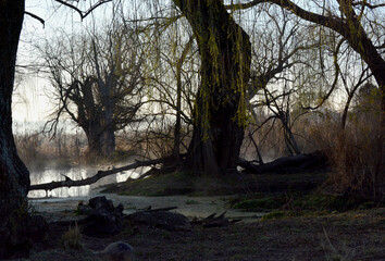 Old trees with a eerie atmosphere