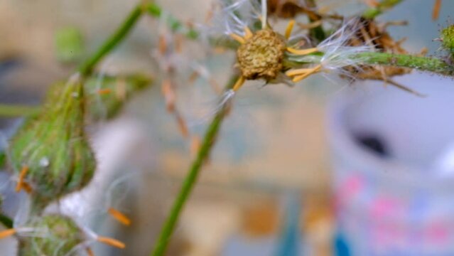 Plants Footage. Video Macros. White dandelion flowers in bloom, blown by the strong wind. Shot in macro lens with 4K Resolutions 30fps . Bandung, Indonesia