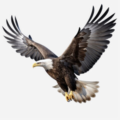 a flying eagle  on transparency background PNG