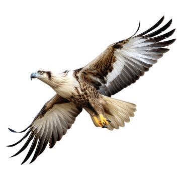  a flying eagle  on transparency background PNG