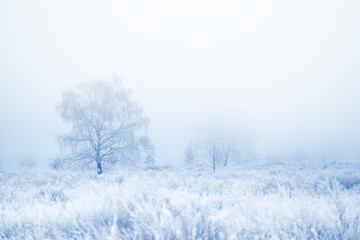 Fototapeta na wymiar Frost-covered trees and grass in winter forest at foggy sunrise.