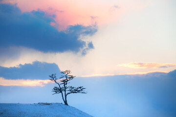 Winter landscape of Baikal lake at sunset. Famous larch tree on the Burkhan cape