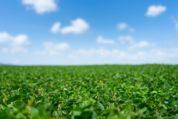 Soybeans green field on blue sky background. Selective focus