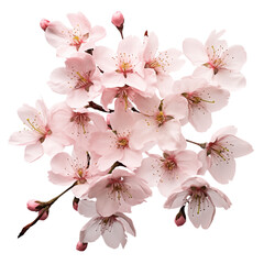 Pink cherry blossom isolated on transparent and white background. Ideal for use in advertising. Generative ai
