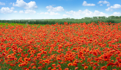 Wild poppy flowers field on blue sky background. 