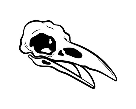 recommend clip art: Mystical vector illustration. Crow skull on a white background. Hand drawn bird skull, line sketch. Gothic style. Freehand drawing in Boho style. Witchcraft, magical voodoo attribute for Halloween.