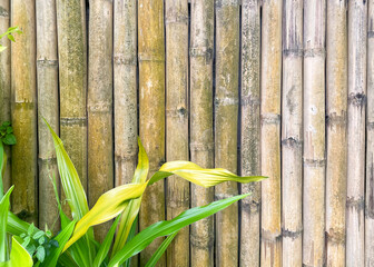 Old bamboo fence with green plant closeup for background