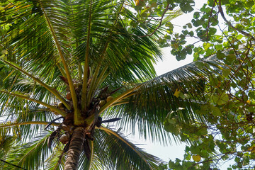 View under the coconut tree