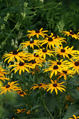 Yellow with dark centers bloomed in a bunch in the garden on a flower bed