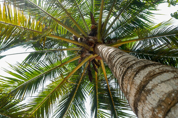View under the coconut tree