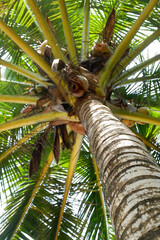 View under the coconut tree