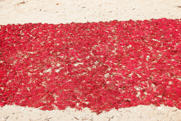 red seaweed drying on white sand under the hot sun