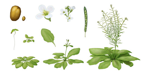 Set of arabidopsis thaliana, model organism in plant biology, based on growth stages and organs. Plant illustration assets on transparent background