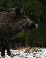Wild boar portrait in heavy snowfall