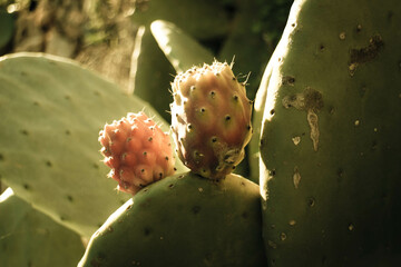 Close up of prickly pear fruit.