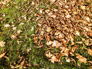 Gold autumnal leaves as nature background.