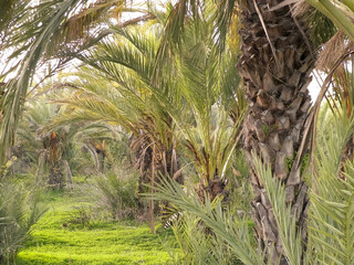 Date palm forest in Cyprus. Tropical nature.