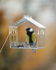 bird feeder on window. transparent cute feeder with food for wild animals. tits and sparrows eat...