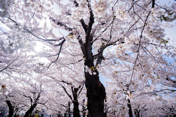 桜