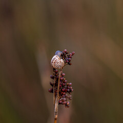 Snail on red plant
