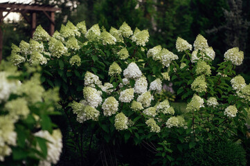 Group of white blooming hydrangeas paniculata 