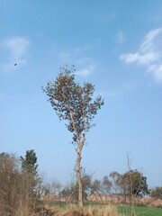Tree in the field