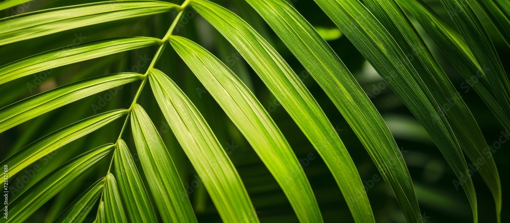 Wall mural close up of a lime green tropical palm leaf.