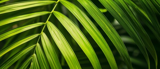 Close up of a lime green tropical palm leaf.