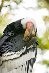 Portrait of an Andean condor. Bird in close-up. Vultur gryphus.
