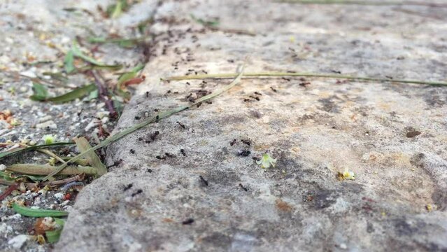 A colony of ants exchanging informations and transporting food on a concrete surface in a sunny day.