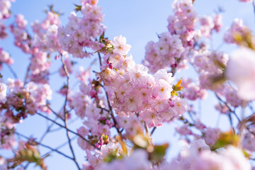 桜