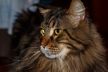 Portrait of a tabby cat. Young Maine Coon.
