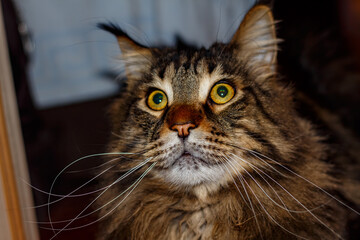 Portrait of a tabby cat. Young Maine Coon.
