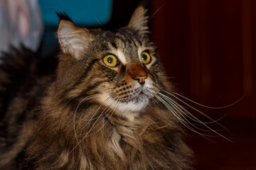 Portrait of a tabby cat. Young Maine Coon.