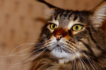 Portrait of a tabby cat. Young Maine Coon.
