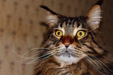 Portrait of a tabby cat. Young Maine Coon.